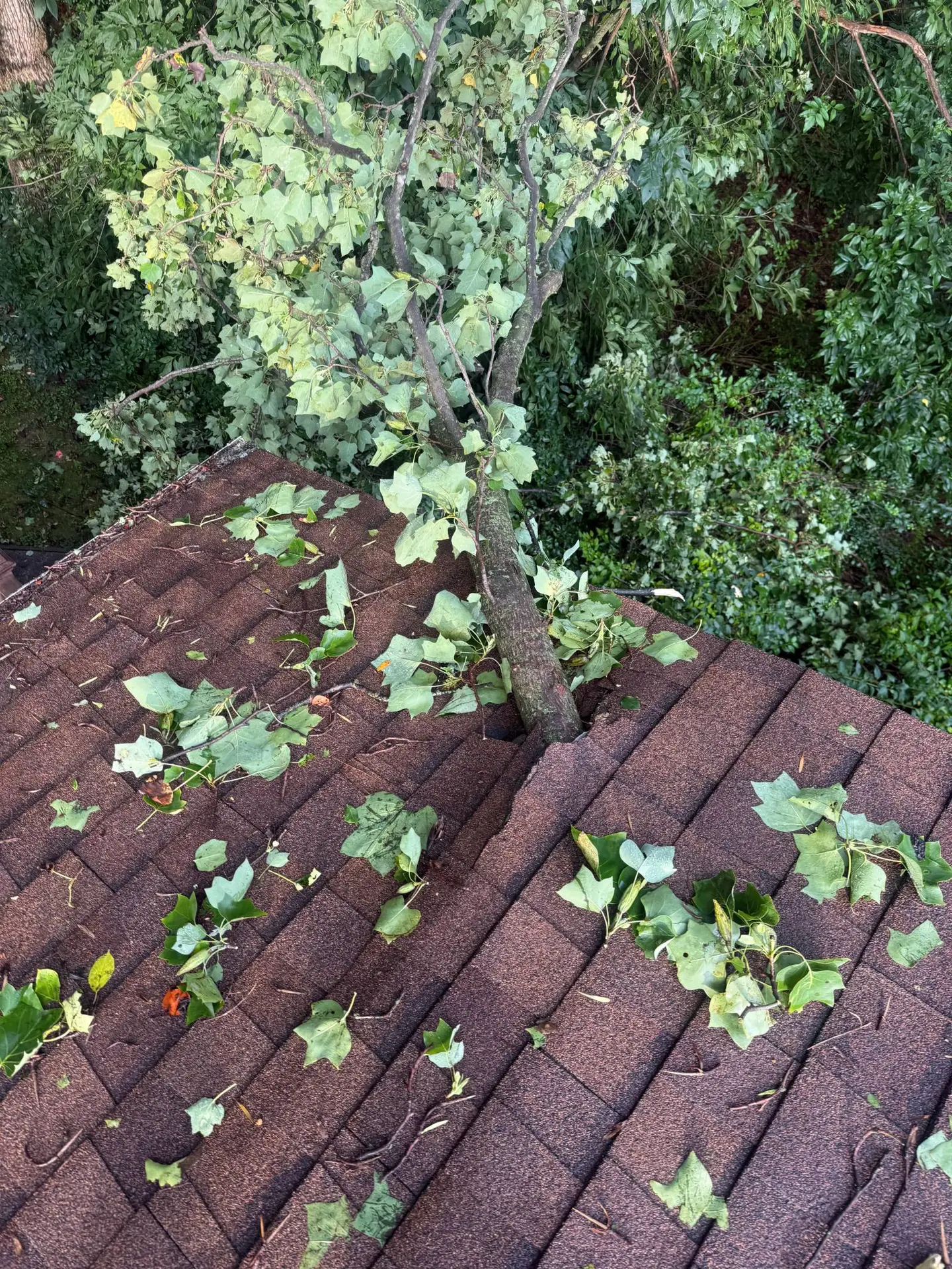 Angela Roof Before